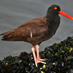 Black Oystercatcher